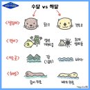 멸종 위기 1급인 거제도 수달 이미지