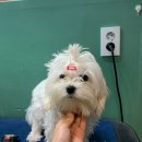 도그반하다 이미지