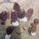 농진청, 세계적 희귀버섯 '모렐버섯' 인공 재배 성공 이미지