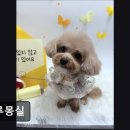 그루몽실 이미지