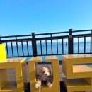 포근하개 | 여수 안산동 애견유치원, 여수 애견호텔 &#39;포근하개&#39; 후기 !!