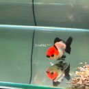 웨이블루 | 웨이블루 분양후기ㅣ평택 수족관ㅣ금붕어 봉달ㅣ금붕어 수족관ㅣ판다오란다