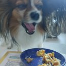 위대한견생 이미지