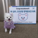 달리꽃 Daum카페