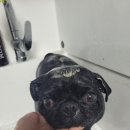 뺑코