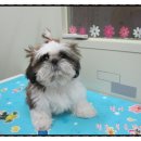 복슬 강아지미용실 이미지