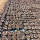 목골농장 이미지