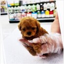 플랜멍 강아지분양 대구본점 | 대구 강아지분양은 플랜멍 강아지분양 대구본점에서 건강하게 만나보세요