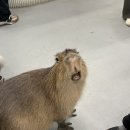 수달앤쥬 이미지