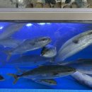 수산진명 이미지