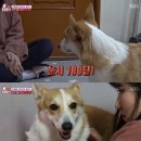 동물농장 이미지