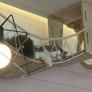 코니베니 이미지