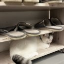 순한고양이 이미지