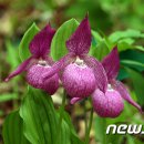 보인2리 이미지