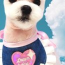 마이제이스 이미지