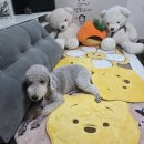 공항 가까운 전원주택 펫시터 | 출장 갈 때도 마음 편히 맡길 수 있는 우리 바니의 행복한 집, 공항가까운 전원주택펫시터