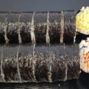 새로이김밥 이미지