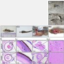 양식 말쥐치 (Thamnaconus modestus)의 바이러스성 신경괴사병 (VER) 이미지