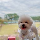 퍼피맘마 이미지