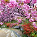 323회 답사 / 2018년 4월 24일(화)완산공원 꽃동산과 대아수목원 (전북 완주) 이미지