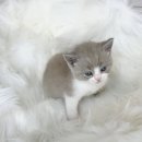 김해 강아지분양 고양이분양 똥강아지 | 김해고양이분양 알아보다가 느낀 점 브리티쉬숏헤어분양 실제 후기