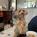 내가 누구개? 이미지