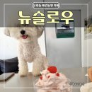 운천동 뉴슬로우, 청주 운리단길 애견동반 카페 (필터커피)