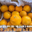 제주달다 | 🍊"제주 고당도 황금향 노지 감귤", 진짜 달다! 요즘 간식으로 완전 추천 후기 내돈내산