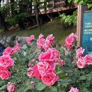 반팔 입기엔 춥고 긴팔 입기엔 덥고 초여름이었으면 좋겠는데 완전 럭키비키잔앙🍀!!
