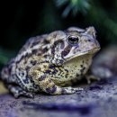 금두꺼비 이미지