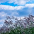 하늘공원