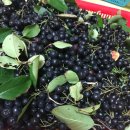 샘골농원 이미지