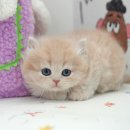 부산고양이분양 미유펫 이미지