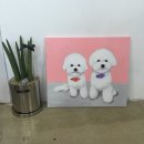 아모르디 | [전주비숑미용/전주비숑미용"아모르디"후기]