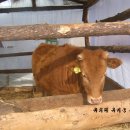 푸름한우 이미지