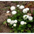 봄, 희망의소리 이미지