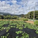 완도읍-2 이미지