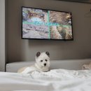 서울애견 이미지