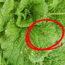 나라바이오주식회사 이미지