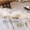 순심이 애견미용 이미지