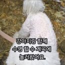 채리 빌리지 이미지