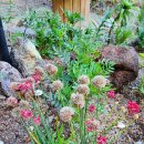 울릉벚꽃 이미지