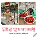 두루팜 | 부산 딸기체험 후기 두루팜 체험금액, 알찬 프로그램 + 꿀팁