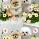 디어마이퍼피 직접 가본 반려동물 미용 후기