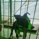 강현림 종합동물병원 이미지