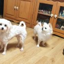 우리집 똥강아지 이미지