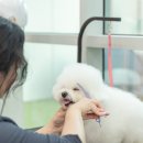 젤리펫살롱 with 아로마 네이버블로그