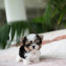 데일리독 이미지