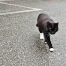 리트시험 지금부터 점수 20 올리는 팁, 리트 표준점수계산기 ＜무료나눔＞ 이미지