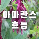 아마란스 티스토리